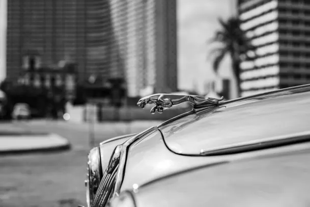 Kasyno Loony Bingo Aplikacja Android/iOS